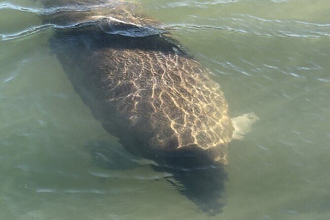 Boca Grande Kayaking Tour - The Experiences Unique Benefits and Drawbacks