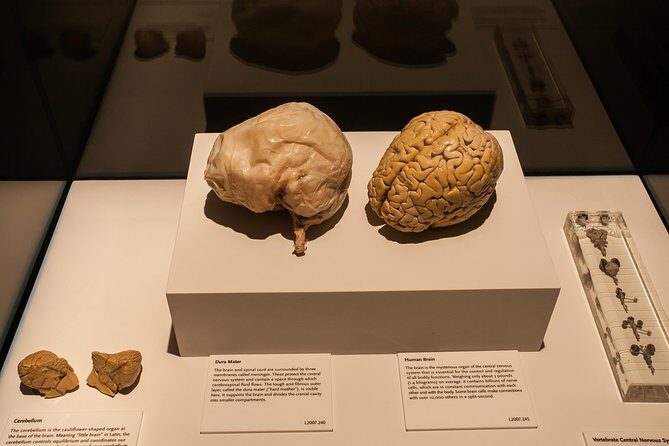 Bodies The Exhibition at the Luxor Hotel and Casino - Who Will Appreciate This?