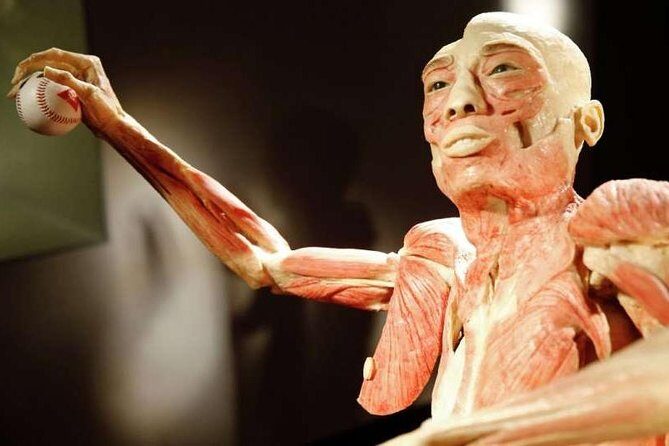 Bodies The Exhibition at the Luxor Hotel and Casino - FAQ (Frequently Asked Questions)