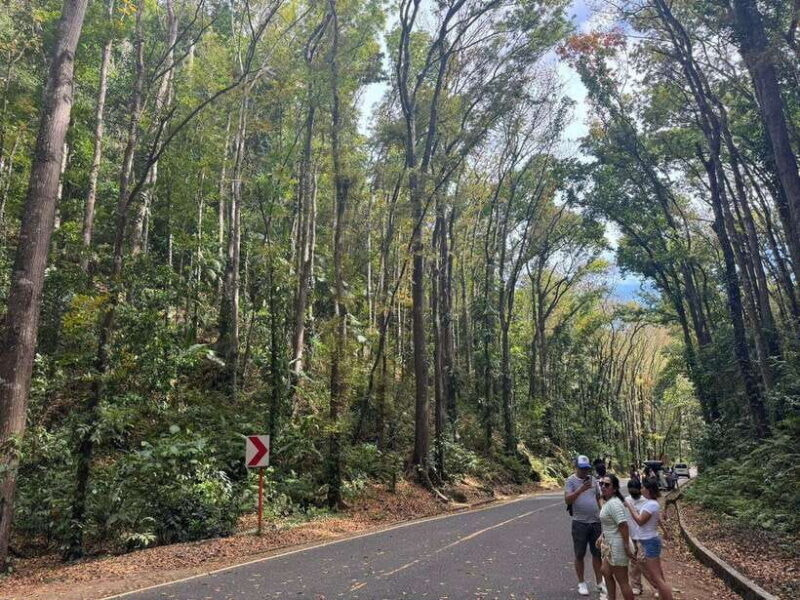 Bohol: Budgeted Countryside with Buffet Lunch Private Tour - Exploring Bohol: What This Tour Offers
