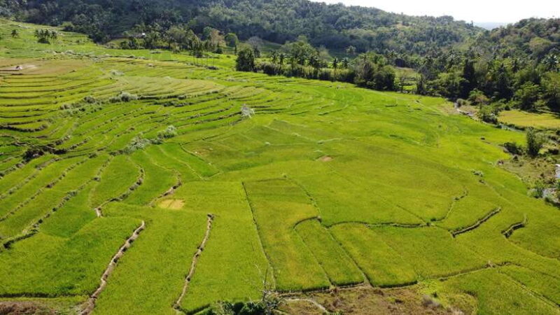 Bohol Candijay Rice Terraces, Water Falls & Anda Beach - Key Points