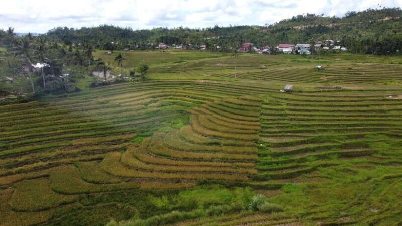 Bohol Candijay Rice Terraces, Water Falls & Anda Beach - An In-Depth Look at the Experience
