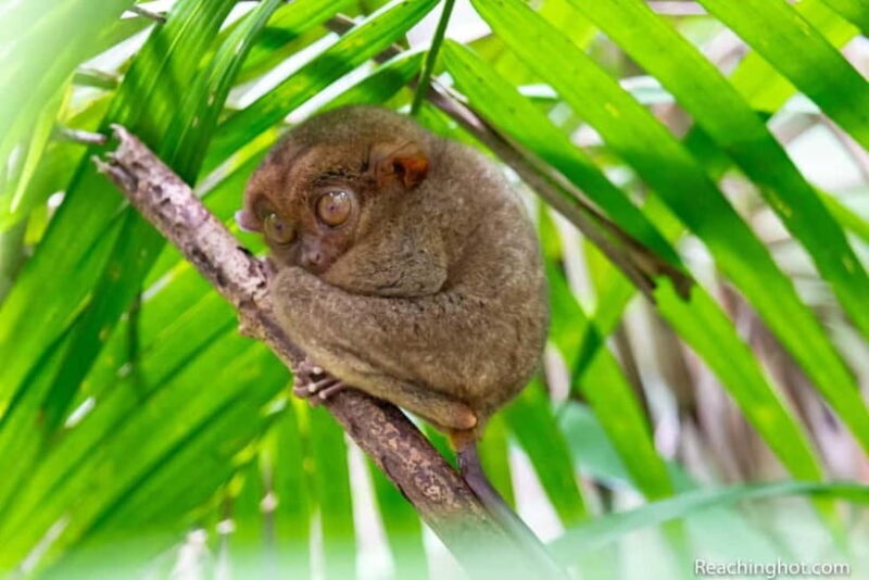 Bohol: Chocolate Hills, Tarsier, and Loboc River Tour - An Inside Look at the Bohol Chocolate Hills, Tarsier, and Loboc River Tour