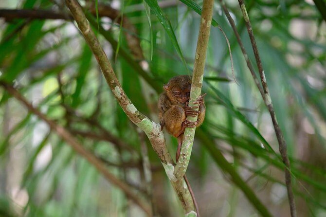Bohol Chocolate Hills & Tarsiers with roundtrip ferry from Cebu - Transportation and Group Size