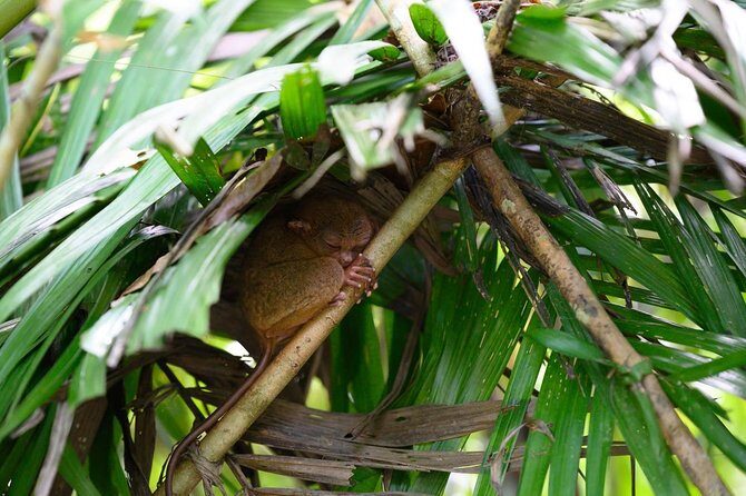 Bohol Chocolate Hills & Tarsiers with roundtrip ferry from Cebu - Authentic Insights from Travelers