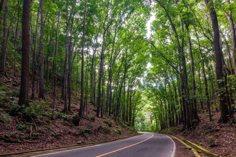 Bohol: Countryside Tour with Loboc (Buffet Lunch) - Practical Aspects of the Tour
