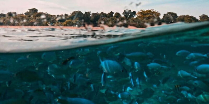 Bohol: Dolphin Watching & Balicasag Island Hopping Tour - Is This Tour Worth It?