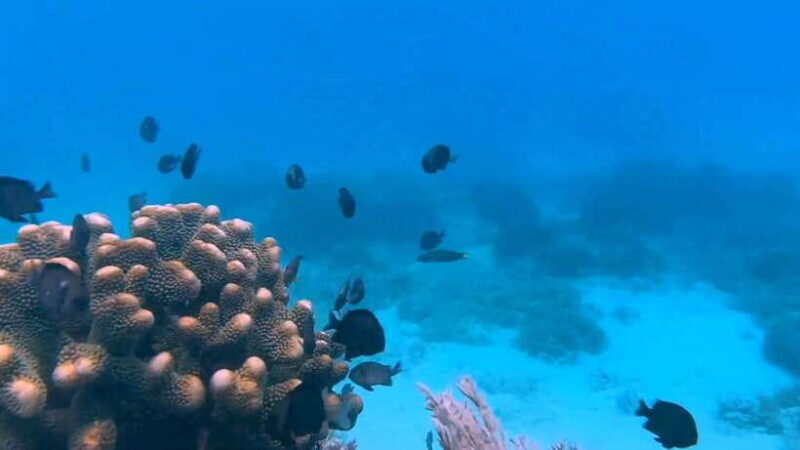 Bohol: Dolphin Watching & Snorkeling at Balicasag Island - Authenticity and Value