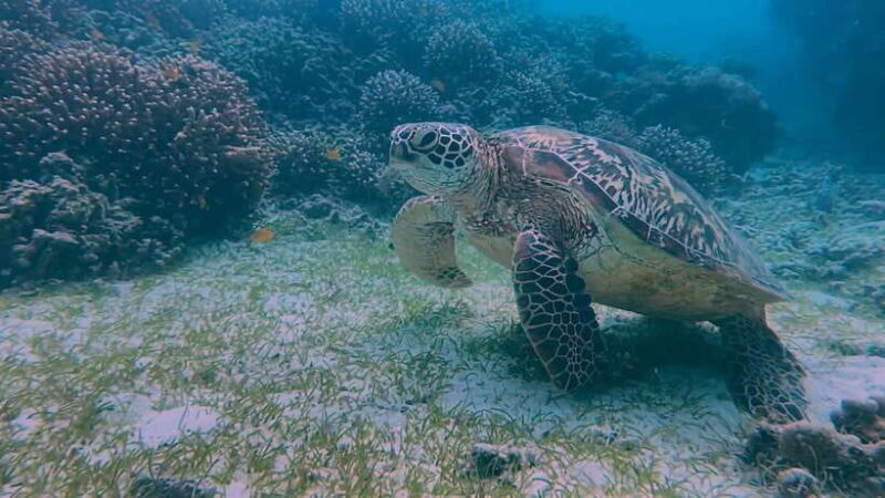 Bohol: Dolphin Watching & Snorkeling at Balicasag Island - Who Should Consider This Tour?