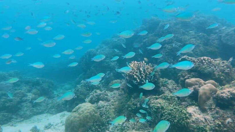 Bohol: Dolphin Watching & Snorkeling at Balicasag Island - Final Thoughts