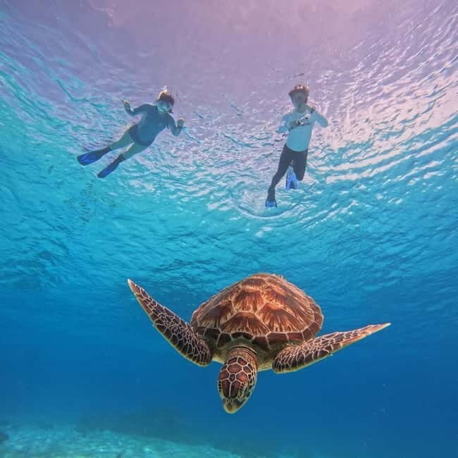 BOHOL: Dolphin Watching, Turtle Swim and Island Party - A Detailed Look at the Tour Experience