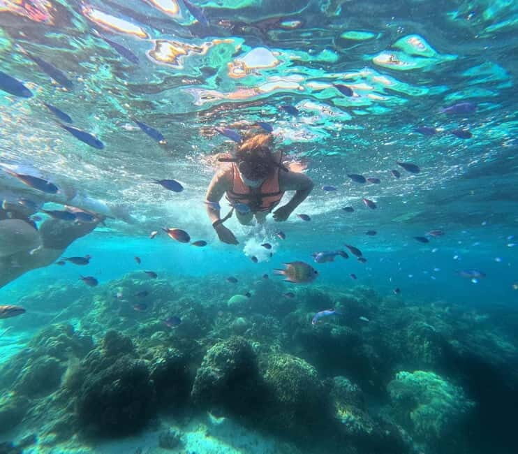 BOHOL: Dolphin Watching, Turtle Swim and Island Party - Who Will Love This Tour?