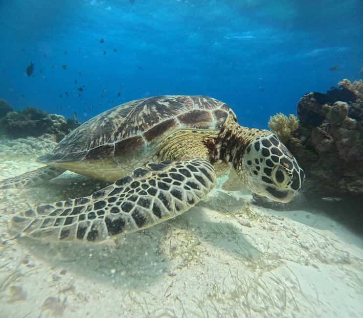 BOHOL: Dolphin Watching, Turtle Swim and Island Party - FAQ