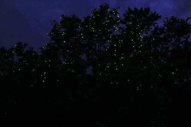 Bohol Firefly Watching (Private) - Practical Tips for Travelers