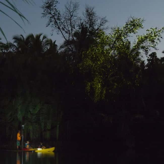 Bohol: Firefly Watching Shared Tour - What Makes This Tour Special