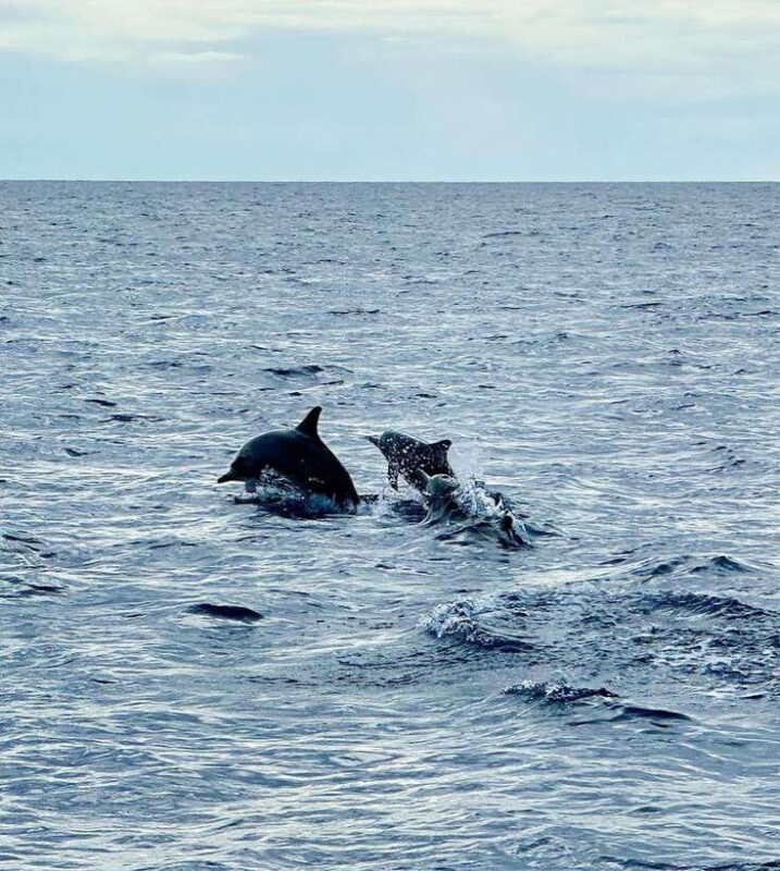 Bohol PAMILACAN Island Turtle & Dolphin Watching - An In-Depth Look at the Pamilacan Island Tour