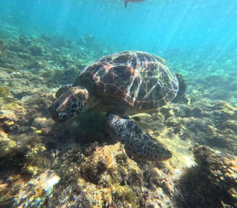Bohol PAMILACAN Island Turtle & Dolphin Watching - The Value of the Tour