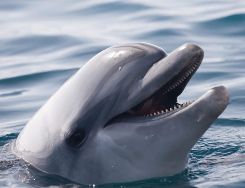 Bohol: Panglao Island Hopping & Dolphin Watching Tour - Key Points