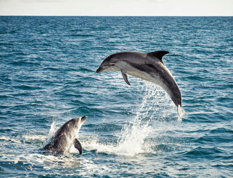 Bohol: Panglao Island Hopping & Dolphin Watching Tour - Final Thoughts