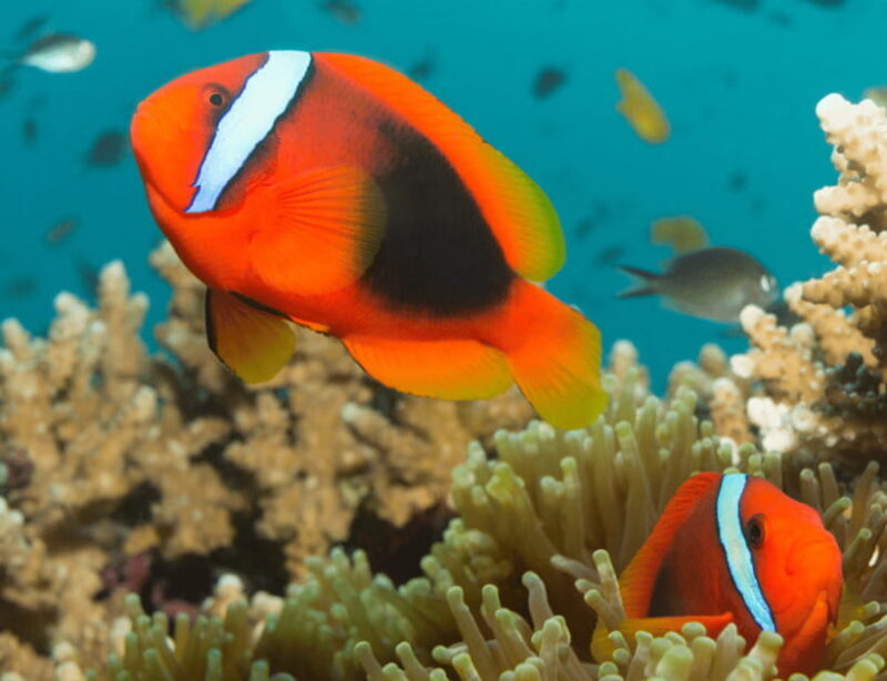 Bohol: Panglao Island Hopping & Dolphin Watching Tour - FAQ