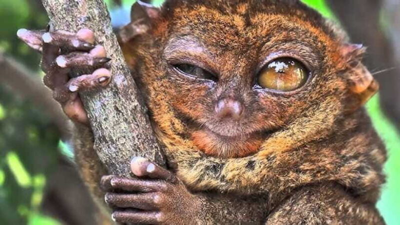 Bohol: Premium Chocolate Hills, Tarsiers & River Experience - The Sum Up