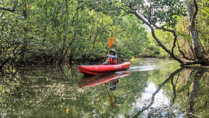 Bohol: SUSTAINABLE Mangrove Tunnels & Firefly Kayaking trail - Tour Details and Practical Tips