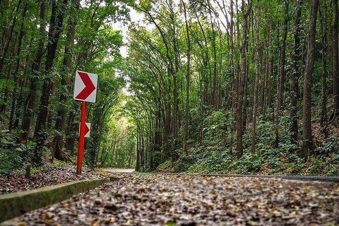 BOHOL Tour 2025 - Chocolate Hills, Tarsier and River Cruise Lunch - An In-Depth Look at the Bohol Experience
