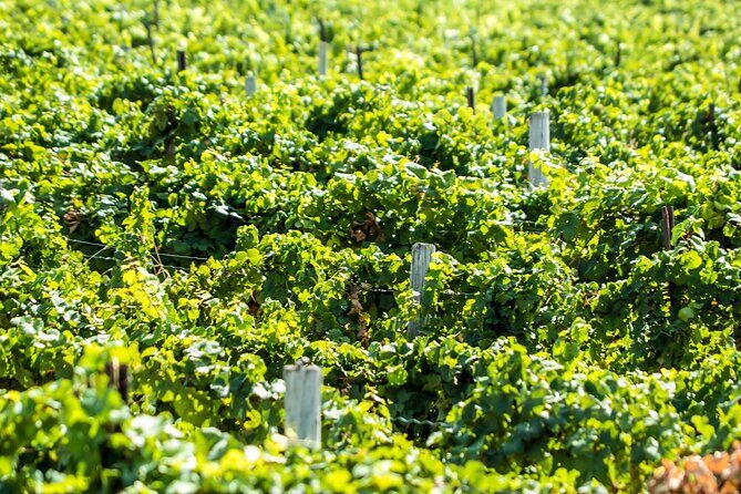 Boise River Wine Walk: Sip and Stroll Through Urban Wineries - FAQ