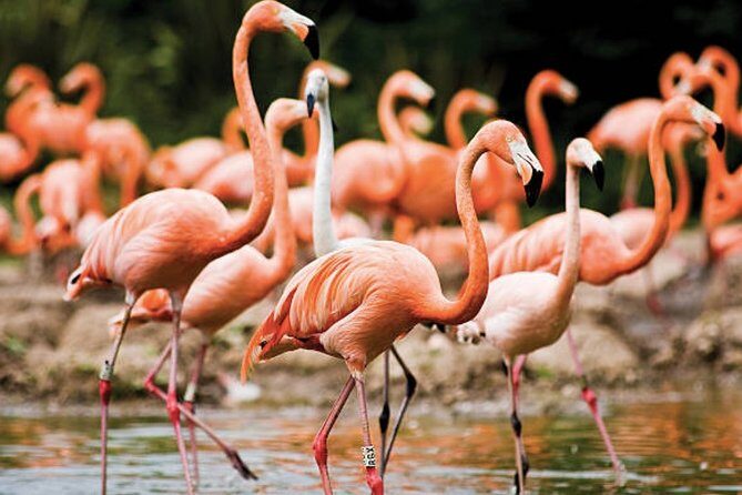 Bonaire Shore Excursion: The Bonaire Highlights Tour - Exploring the Bonaire Highlights Tour in Detail