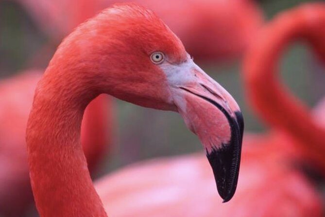 Bonaire Shore Excursion: The Bonaire Highlights Tour - Who Should Book This Tour?