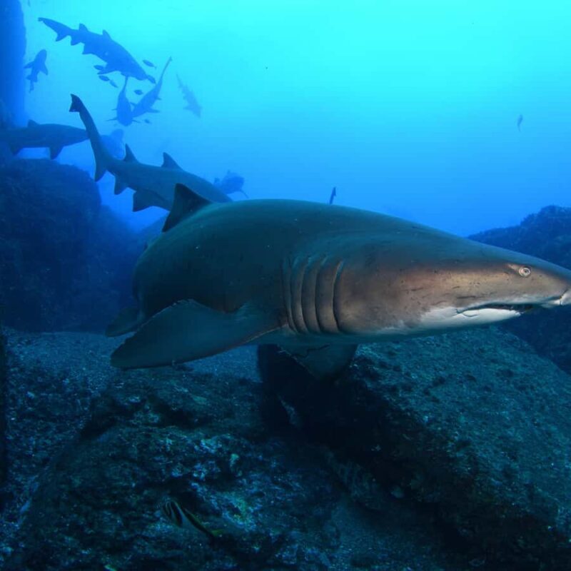 Bondi: Shark Dive at Bushrangers Bay for Certified Divers - An In-Depth Look at the Shark Dive at Bushrangers Bay