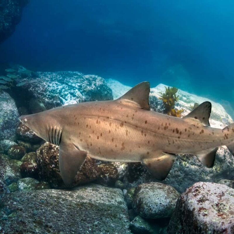 Bondi: Shark Dive at Bushrangers Bay for Certified Divers - Who Will Love This Tour?