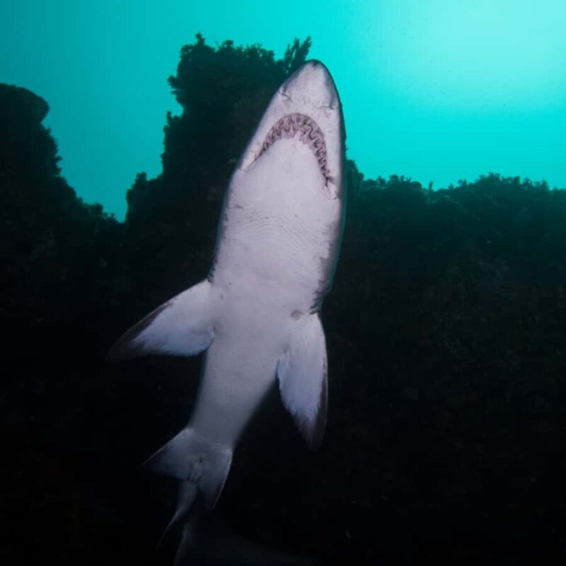 Bondi: Shark Dive at Bushrangers Bay for Certified Divers - The Sum Up