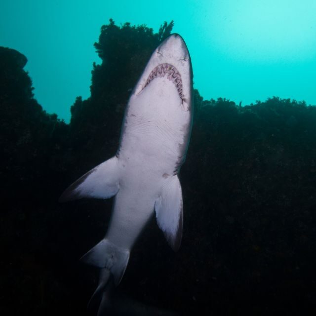 Bondi: Shark Dive at Bushrangers Bay for Certified Divers - FAQ
