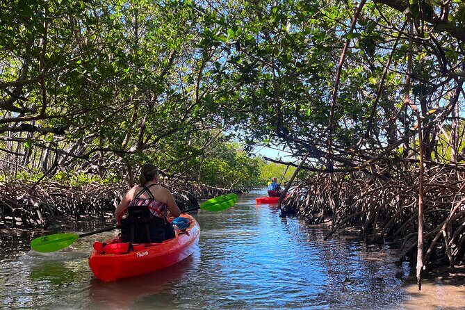 Bonita Springs Eco Kayak Tour Best Gear, Premium&Clear Kayaks - Key Points