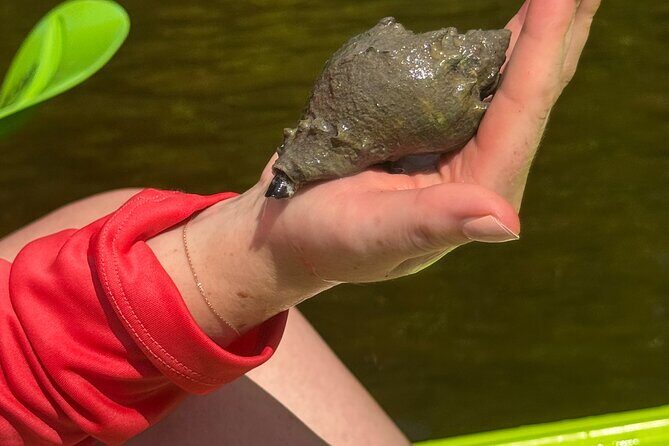 Bonita Springs Eco Kayak Tour Best Gear, Premium&Clear Kayaks - FAQs