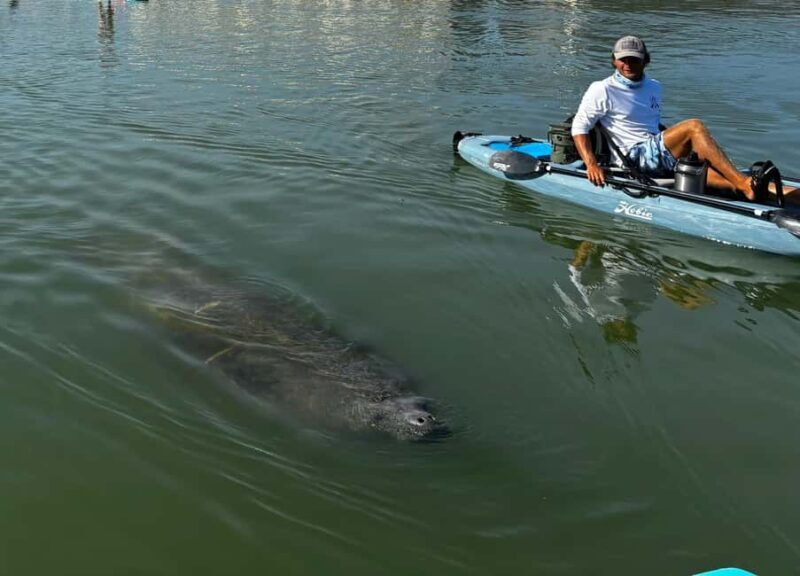 Bonita Springs: Kayak Tour with Manatees, Dolphins Sightings - What Makes This Tour Stand Out?