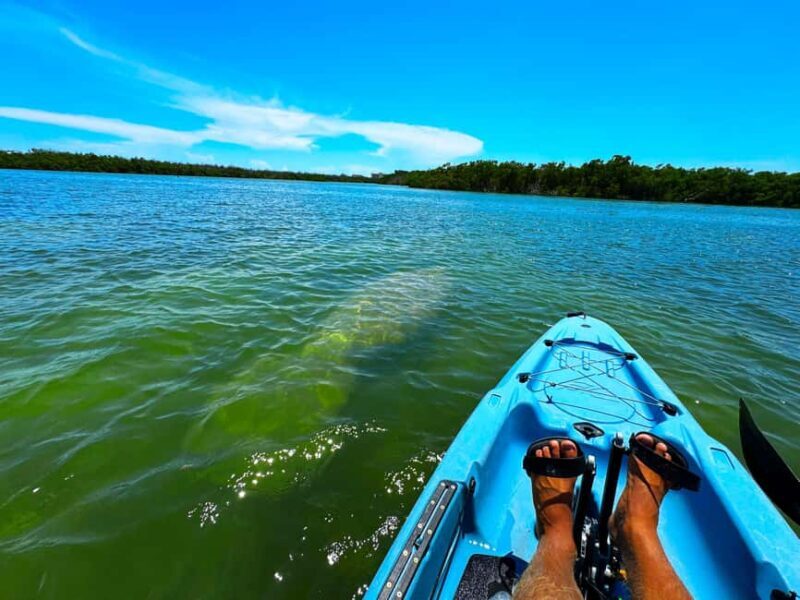 Bonita Springs: Kayak Tour with Manatees, Dolphins Sightings - Practical Details and Tips
