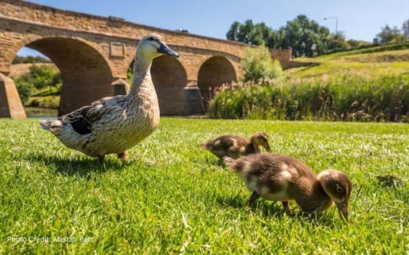 Bonorong & Richmond: Shore Excursion (Private Tour) - Strolling Through Richmond: A Step Back in Time
