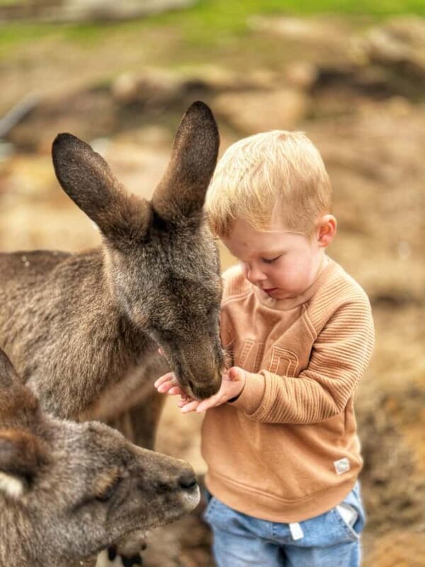 Bonorong Wildlife Sanctuary Half-Day Tour from Hobart - An Honest Look at the Tour Experience