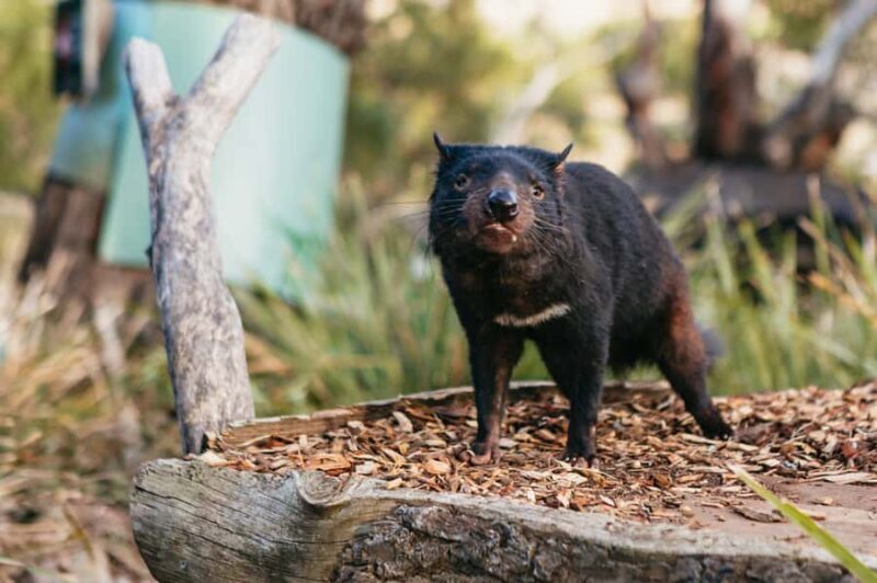 Bonorong Wildlife Sanctuary Half-Day Tour from Hobart - FAQ