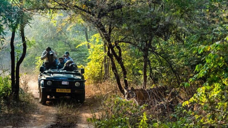 Book Tiger Safari Same Day Tour/Ranthambore Tiger Hub - Key Points