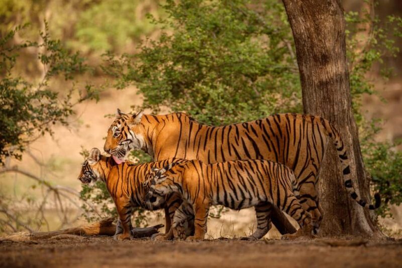 Book Tiger Safari Same Day Tour/Ranthambore Tiger Hub - An In-Depth Look at the Ranthambore Tiger Safari Tour