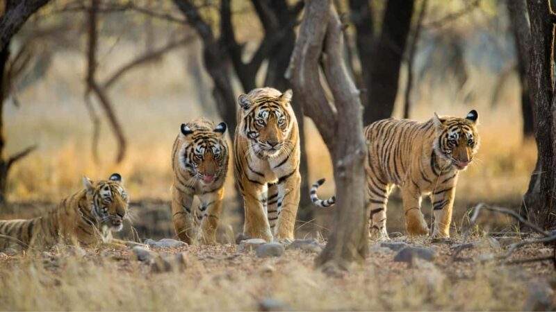 Book Tiger Safari Same Day Tour/Ranthambore Tiger Hub - The Sum Up