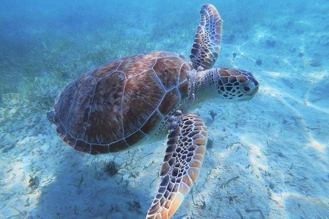 Boomerangs Best of Anguilla: Swim with Turtles Adventure - Who Will Love This Tour?
