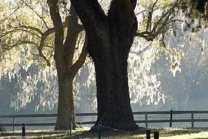 Boone Hall Plantation Admission & Tour with Transportation from Charleston - The Slave Quarters and Educational Content