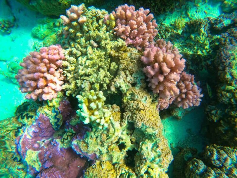 Bora Bora: 1/2 day Coral Discovery tour - Shared tour - How This Tour Offers Value