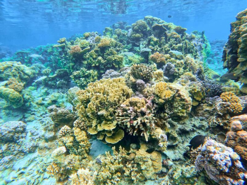 Bora Bora: 1/2 day Coral Discovery tour - Shared tour - The Itinerary in Detail