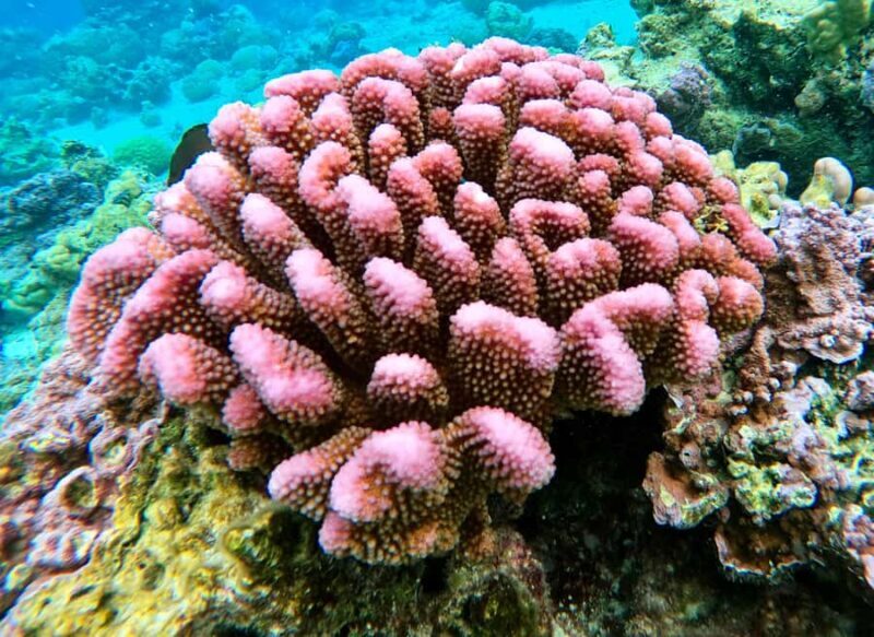 Bora Bora: 1/2 day Coral Discovery tour - Shared tour - Final Thoughts