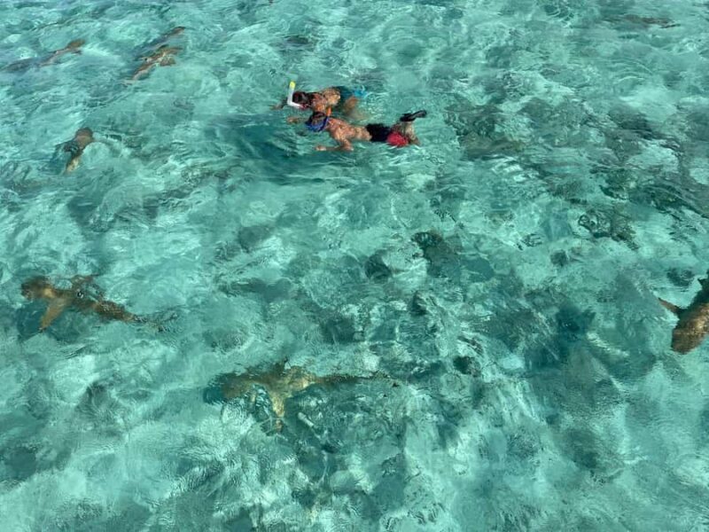 Bora Bora: 1/2 day lagoon safari - Shared tour - The Cost and Its Value